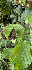 Pararge aegeria
