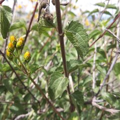 Perymenium berlandieri