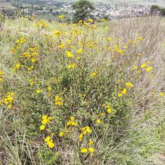 Perymenium berlandieri