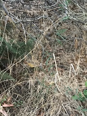 Lathyrus vestitus alefeldii