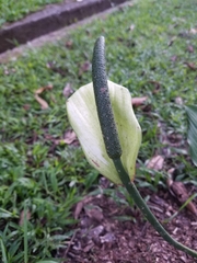 Spathiphyllum cannifolium