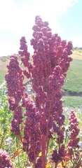 Chenopodium quinoa