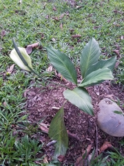 Spathiphyllum cannifolium