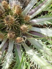 Cirsium tioganum