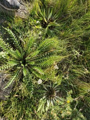 Cirsium tioganum