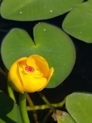 Nuphar × rubrodisca