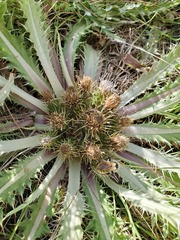 Cirsium tioganum