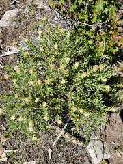 Ericameria discoidea discoidea
