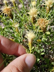 Ericameria discoidea discoidea