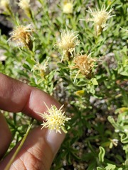 Ericameria discoidea discoidea