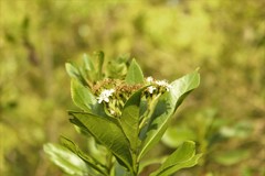 Verbesina centroboyacana