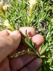 Ericameria discoidea discoidea