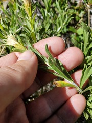Ericameria discoidea discoidea