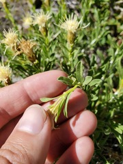 Ericameria discoidea discoidea