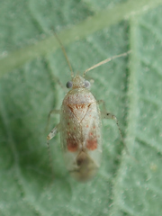 Psallus haematodes