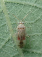 Psallus haematodes