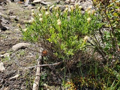 Ericameria discoidea discoidea