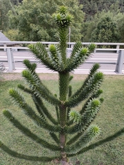 Araucaria