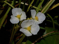 Sagittaria rigida