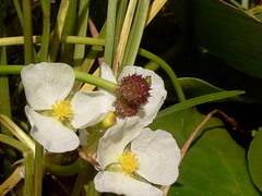 Sagittaria rigida