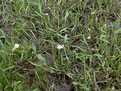 Sagittaria rigida