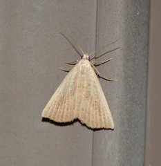 Macrochilo louisiana