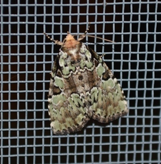 Leuconycta lepidula