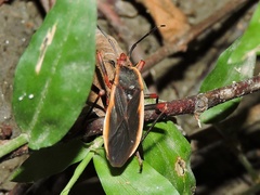 Iphita limbata