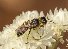 Ectemnius ruficornis