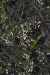 Erica orientalis