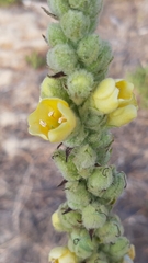 Verbascum litigiosum