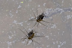 Trepobates subnitidus