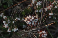 Erica orientalis