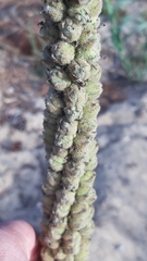 Verbascum litigiosum