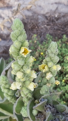 Verbascum litigiosum