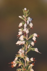 Erica orientalis