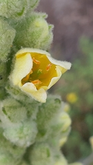 Verbascum litigiosum