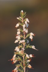 Erica orientalis