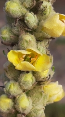 Verbascum litigiosum