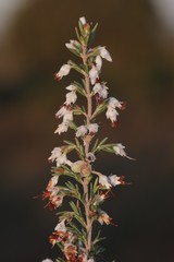 Erica orientalis