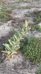 Verbascum litigiosum