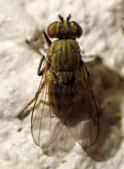 Notiphila decoris