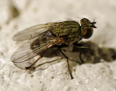 Notiphila decoris