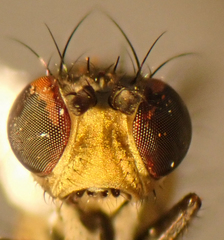 Notiphila decoris
