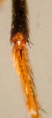 Notiphila decoris
