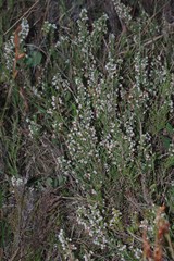 Erica orientalis