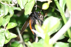 Archilestris magnificus