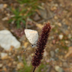 Lycaena phlaeas arethusa