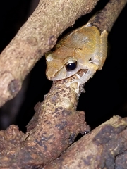 Pristimantis kichwarum