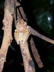 Pristimantis kichwarum